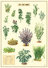 פוסטר : Herbs