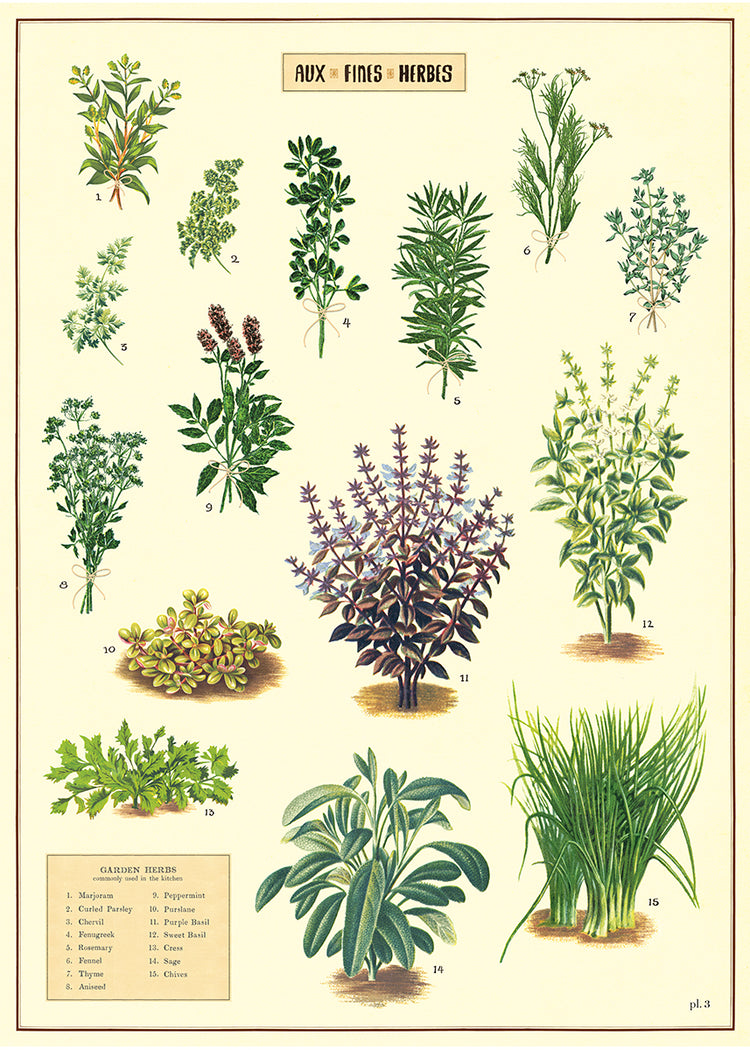 פוסטר : Herbs