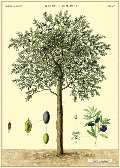 פוסטר : Olive Tree