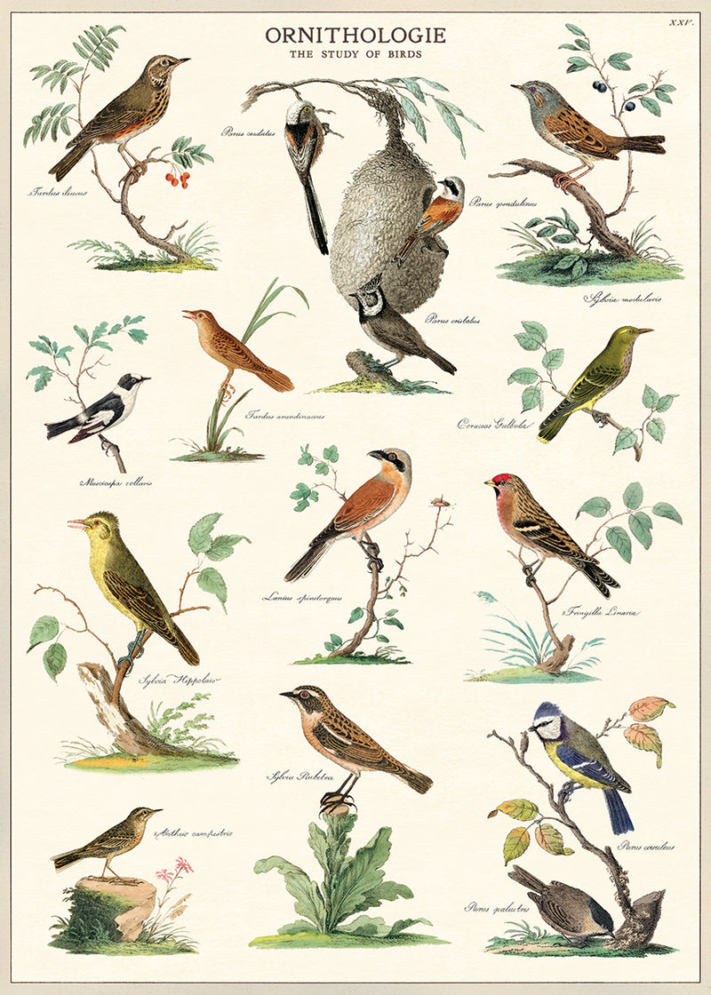 פוסטר : Ornithologie