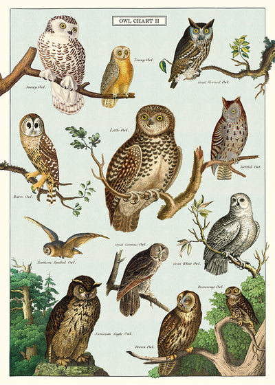 פוסטר : Owl Chart