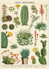פוסטר : Cacti & Succulents