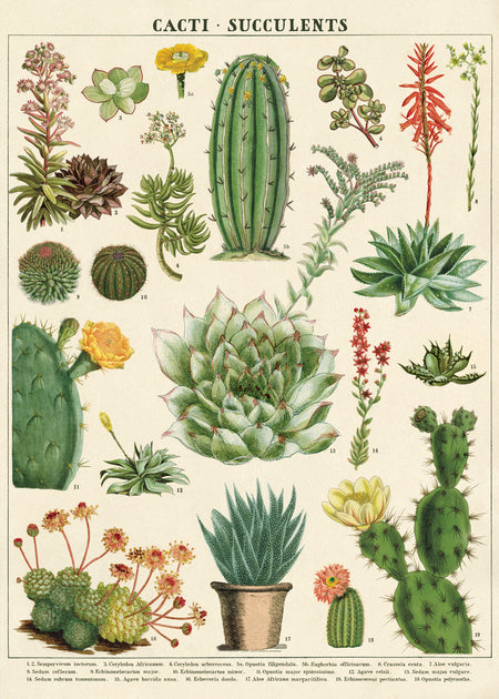 פוסטר : Cacti & Succulents
