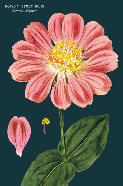 מארז גלויות בקופסת פח : Botanica