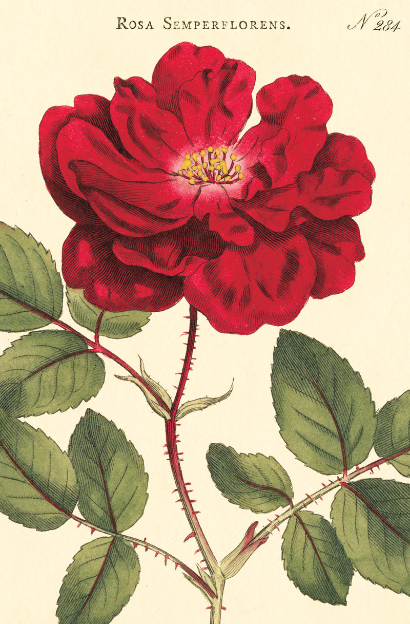 מארז גלויות בקופסת פח : Botanica