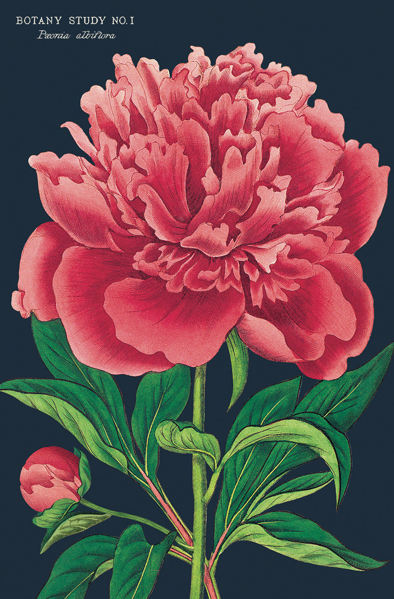 מארז גלויות בקופסת פח : Botanica