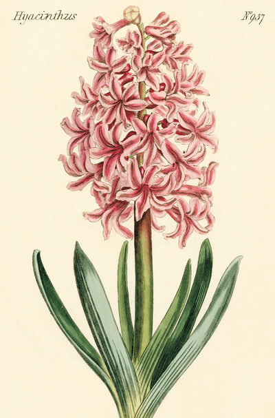 מארז גלויות בקופסת פח : Botanica