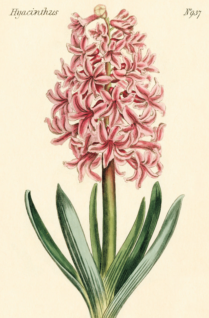 מארז גלויות בקופסת פח : Botanica