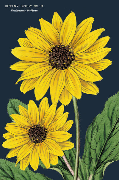 מארז גלויות בקופסת פח : Botanica