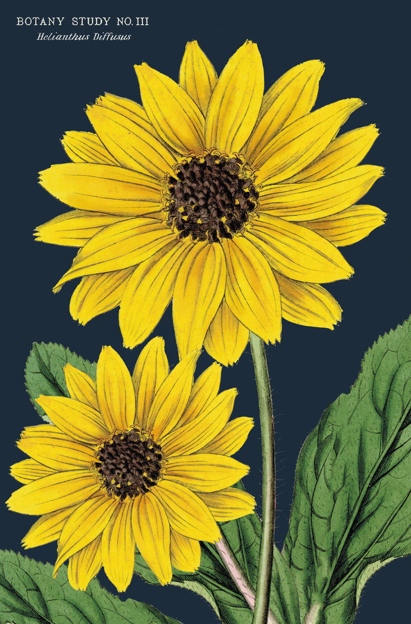 מארז גלויות בקופסת פח : Botanica