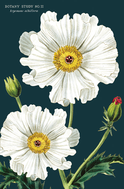 מארז גלויות בקופסת פח : Botanica