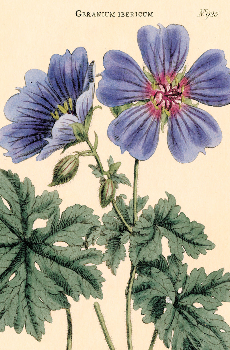 מארז גלויות בקופסת פח : Botanica