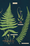 מארז גלויות בקופסת פח : Ferns