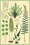 מארז גלויות בקופסת פח : Ferns