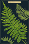 מארז גלויות בקופסת פח : Ferns