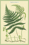 מארז גלויות בקופסת פח : Ferns