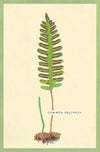 מארז גלויות בקופסת פח : Ferns