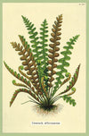 מארז גלויות בקופסת פח : Ferns