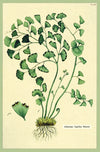 מארז גלויות בקופסת פח : Ferns