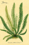 מארז גלויות בקופסת פח : Ferns